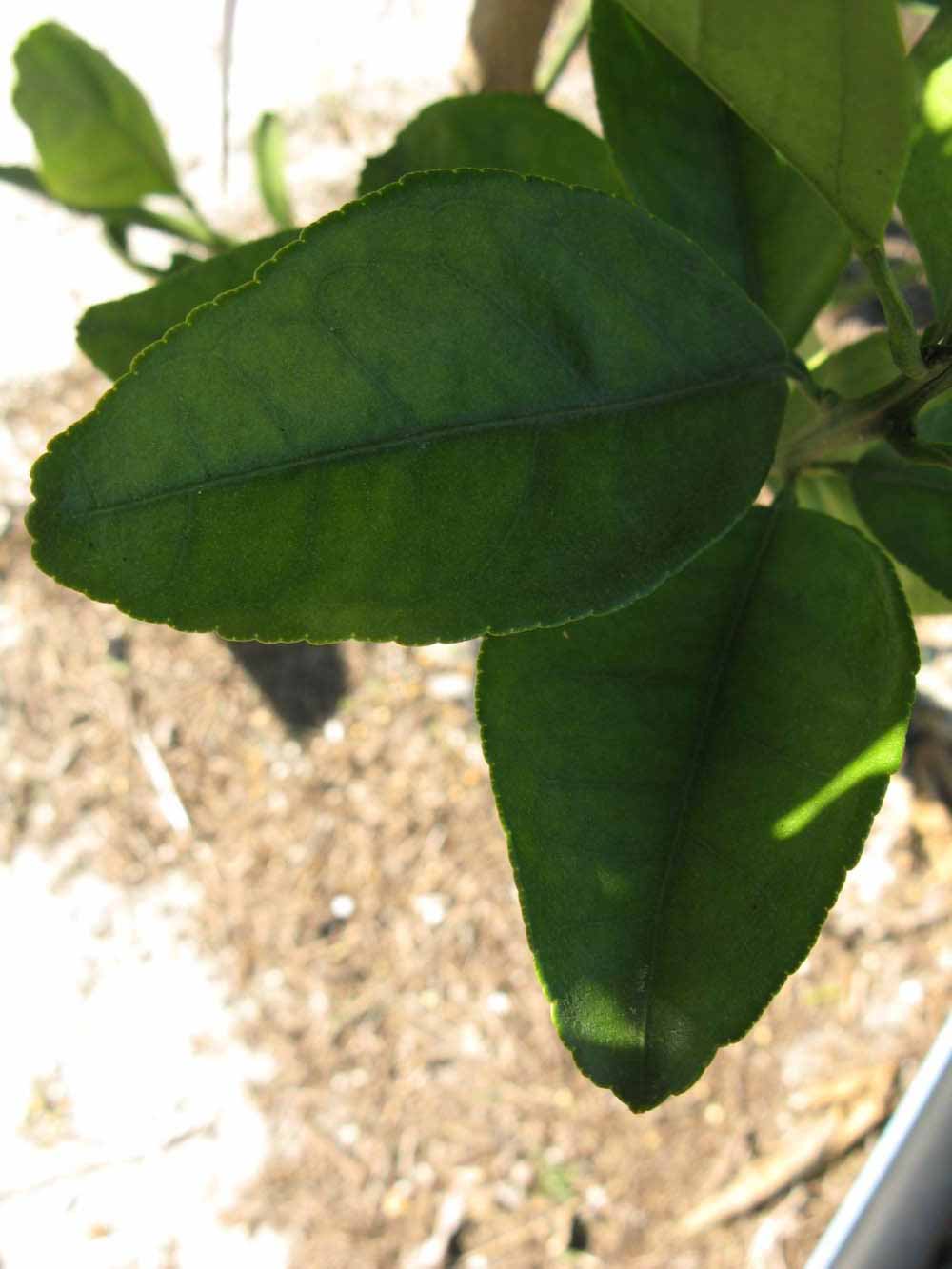            Shade leaves (Winter Haven, FL)   